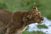 Lioness (Panthera leo), Ndutu, Ngorongoro Conservation Area, Serengeti, Tanzania.