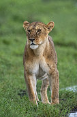 Lioness (Panthera leo), Ndutu, Ngorongoro Conservation Area, Serengeti, Tanzania.