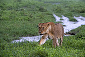 Lioness (Panthera leo), Ndutu, Ngorongoro Conservation Area, Serengeti, Tanzania.