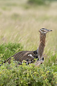 Kori bustard (Ardeotis kori), Tsavo, Kenya.