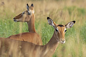 Impala (Aepyceros melampus), Tsavo, Kenya.