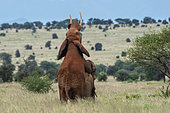 Two male African elephants (Loxodonta africana) displaying homosexual behavior, Tsavo, Kenya.