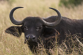 Cape buffalo (Syncerus caffer), Tsavo, Kenya.