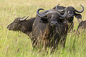 Cape buffalo (Syncerus caffer), Tsavo, Kenya.