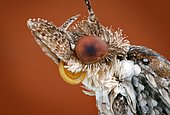 Portrait of a 5 mm large Ypsolophid moth (Ypsolophidae sp)