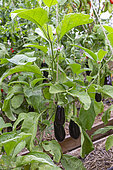 Cultivation of tomatoes sp. and eggplant (Solanum melongena), in greenhouse, Rocambole gardens, Artistic vegetable and botanical gardens in organic farming, A meeting between art and Nature, La Lande aux Pitois, Corps Nuds, Ille-et-Vilaine (35), Brittany, France