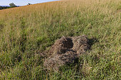 Wild boar's nest in the grass of a meadow, Shelter of wild boar (Sus scrofa), private park, Haute-Saône (70), France