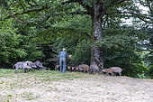 Feeding by agrainage with corn, wild boars (Sus scrofa), in the undergrowth, the wild boars follow the gamekeeper who brings the food, private park, Haute-Saône (70), France