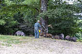 Feeding by agrainage with corn, wild boars (Sus scrofa), in the undergrowth, the wild boars follow the gamekeeper who brings the food, private park, Haute-Saône (70), France