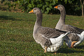 Two domestic geese on a lawn in a garden, Obernai, Bas Rhin (67), Alsace, France