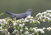 Cuckoo (Cuculus canorus) perched amongst hawthorn flower (Crataegus sp), England