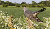 Cuckoo (Cuculus canorus) perched on a post amongst cow parsley (Anthriscus sylvestris), England