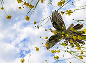 Coucou gris (Cuculus canorus) en vol au-dessus de bouton d'or (Ranunculus sp) en fleurs, Angleterre