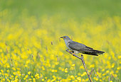 Cuckoo (Cuculus canorus) perched amongst (Ranunculus sp), England