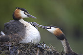 Great crested grebes (Podiceps cristatus) with young birds at the nest, feeding, England