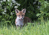 Red fox (Vulpes vulpes) cub coming out from under a tree, England