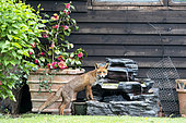 Red fox (Vulpes vulpes) in a house garden, England