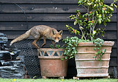 Red fox (Vulpes vulpes) on top of a flower pot