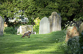 Red fox (Vulpes vulpes) standing amongst tombstone, England