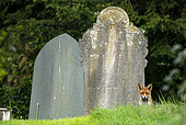 Red fox (Vulpes vulpes) standing amongst tombstone, England