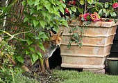 Red fox (Vulpes vulpes) near a flower pot, England