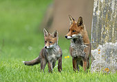 Red fox (Vulpes vulpes) vixen and cub near a tombstone, England