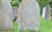 Red fox (Vulpes vulpes) amongst tombstones, England