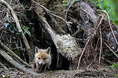 Red fox (Vulpes vulpes) cub coming out of his den, England