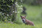 Red fox (Vulpes vulpes) cub standing in the rain, England