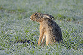 European brown hare (Lepus europaeus) on cornfield, Springtime, Hesse, Germany, Europe
