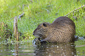 Coypu (Myocastor coypus) in pond, Springtime, Germany, Europe