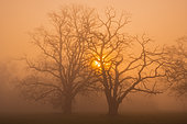 Old Oak Trees (Quercus robur) in morning mist at sunrise, Common Oak, Springtime, Hesse, Germany, Europe