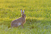 European brown hare (Lepus europaeus) on meadow, Springtime, Hesse, Germany, Europe