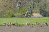 Western roe deer (Capreolus capreolus) in springtime, Hesse, Germany, Europe