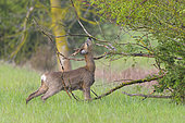 Western roe deer (Capreolus capreolus) roe buck in springtime, Hesse, Germany, Europe