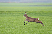 Jumping Western roe deer (Capreolus capreolus) Roebuck on cornfield, Springtime, Hesse, Germany, Europe