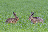 European brown hares (Lepus europaeus) on cornfield, Springtime, Hesse, Germany, Europe