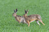 European brown hares (Lepus europaeus) on cornfield, Springtime, Hesse, Germany, Europe