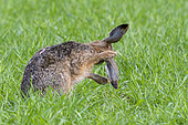 European brown hare (Lepus europaeus) on cornfield, Springtime, Hesse, Germany, Europe