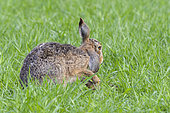European brown hare (Lepus europaeus) on cornfield, Springtime, Hesse, Germany, Europe