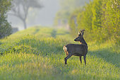 Western roe deer (Capreolus capreolus) roe buck in springtime, Hesse, Germany, Europe