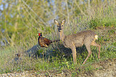 Pheasant (Phasianus colchicus) and Roe deer (Capreolus capreolus) on field, Springtime, Hesse, Germany, Europe