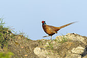 Faisan de Colchide (Phasianus colchicus) mâle marchant au printemps, Hesse, Allemagne