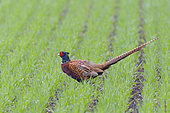 Pheasant (Phasianus colchicus) on field, Springtime, Male, Hesse, Germany, Europe