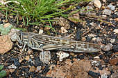 African locust (Locusta migratoria) on ground, Lanzarote, Canary Islands