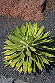 Shaw's Agave (Agave shawii) native California, Lanzarote, Canary Islands