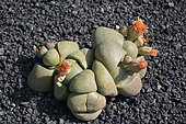 Split rock (Pleiospilos nelii) native to South Africa, Lanzarote, Canary Islands