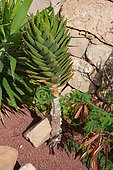 Short-Leaf Aloe (Aloe brevifolia), Lanzarote, Canary Islands