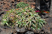 Krantz Aloe (Aloe arborescens), Lanzarote, Canary Islands
