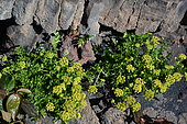 Sea lettuce (Astydamia latifolia) in bloom, Lanzarote, Canary Islands